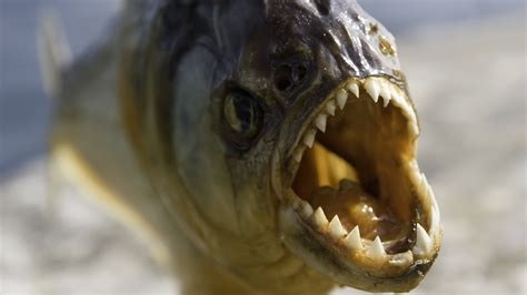 bony fish with the strongest bite figgerits
